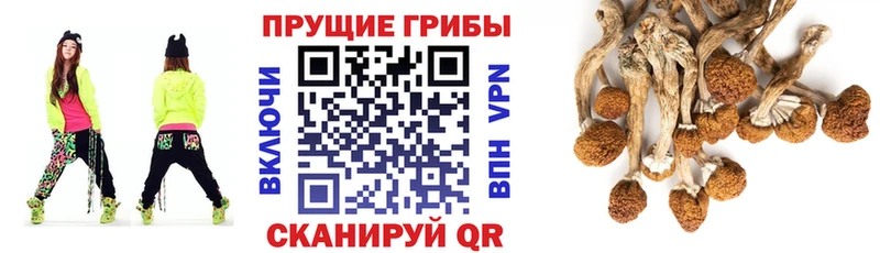 Купить закладки  Осташков  Галлюциногенные грибы прущие грибы 